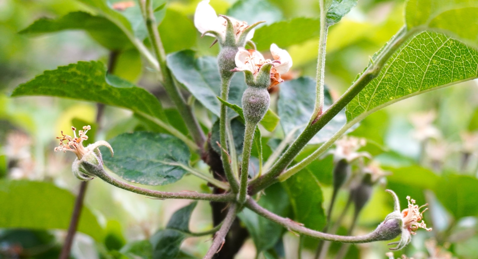 Apple blossoms and newly forming fruit among green leaves.